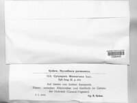 Cytospora massariana image